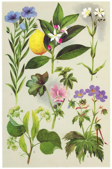 Framed Print : Medicinal and Herbal Plants Framed Print : Medicinal and Herbal Plants