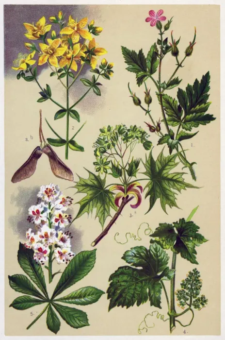 Framed Print : Medicinal and Herbal Plants Framed Print : Medicinal and Herbal Plants