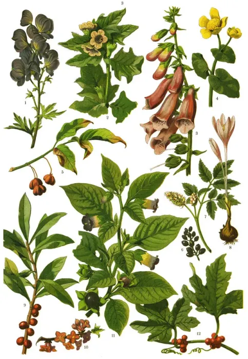 Framed Print : Medicinal and Herbal Plants Framed Print : Medicinal and Herbal Plants