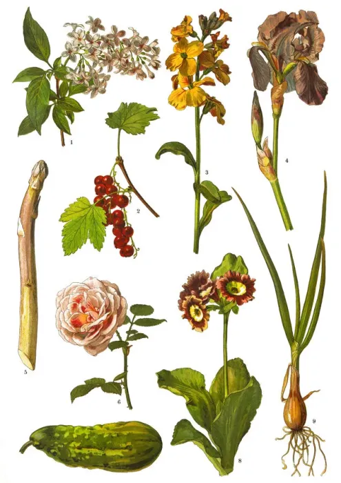 Framed Print : Medicinal and Herbal Plants Framed Print : Medicinal and Herbal Plants