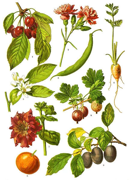 Medicinal and Herbal Plants, 1893, Antique illustration