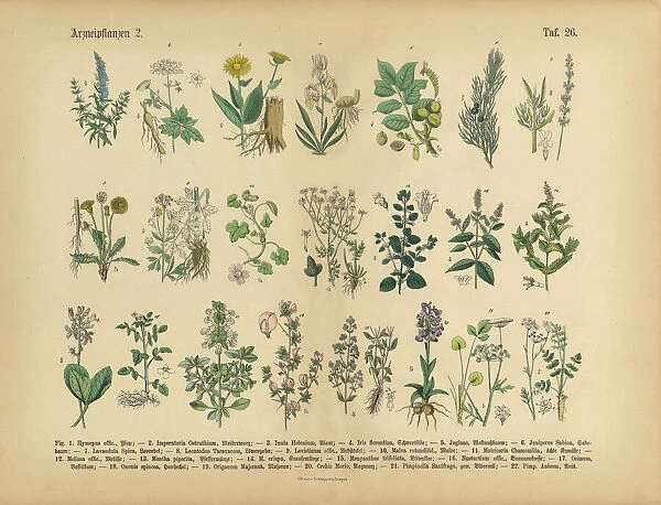 Medicinal and Herbal Plants, Victorian Botanical Illustration