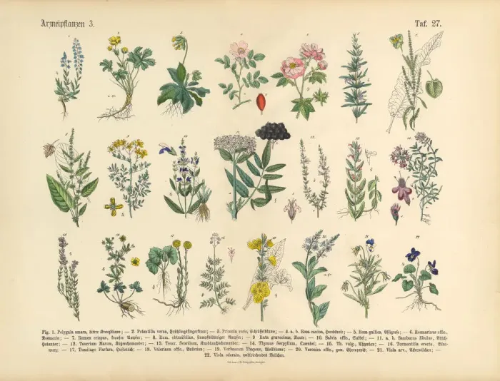 Framed Print : Medicinal and Herbal Plants, Victorian Botanical Illustration Framed Print : Medicinal and Herbal Plants, Victorian Botanical Illustration
