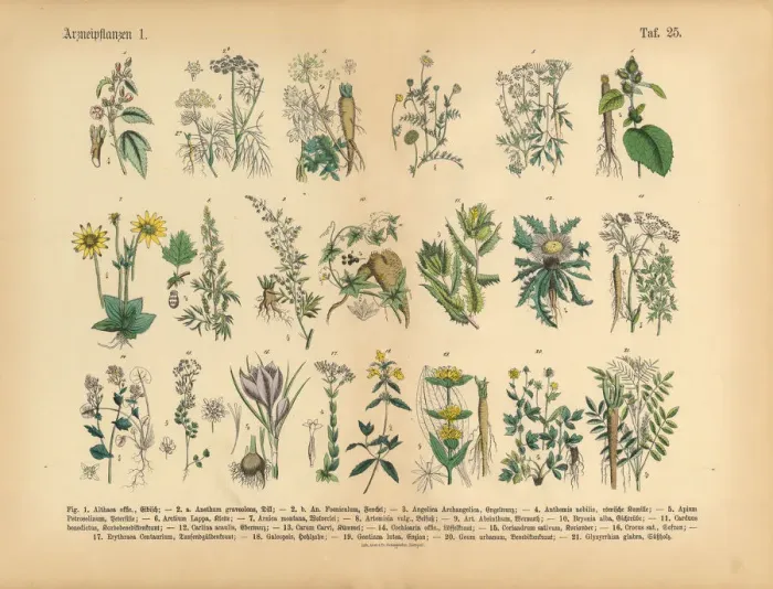 Framed Print : Medicinal and Herbal Plants, Victorian Botanical Illustration Framed Print : Medicinal and Herbal Plants, Victorian Botanical Illustration