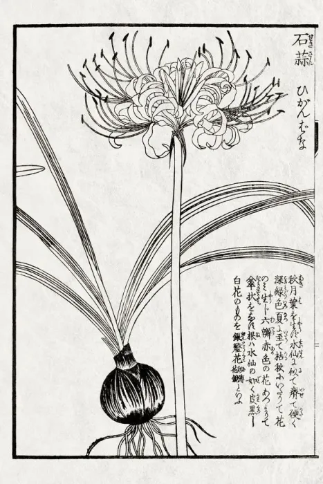 Framed Print : Medicinal plant, 19 century Japanese botanical illustration Framed Print : Medicinal plant, 19 century Japanese botanical illustration