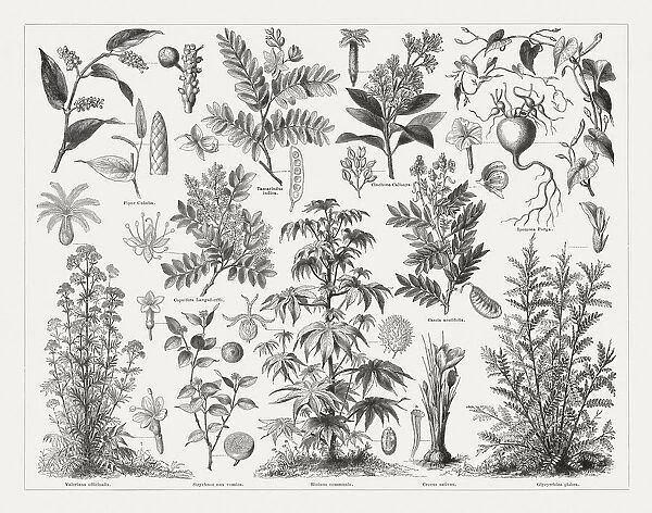Medicinal plants, wood engravings, published in 1897