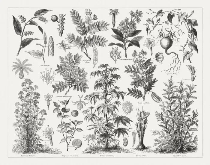 Framed Print : Medicinal plants, wood engravings, published in 1897 Framed Print : Medicinal plants, wood engravings, published in 1897