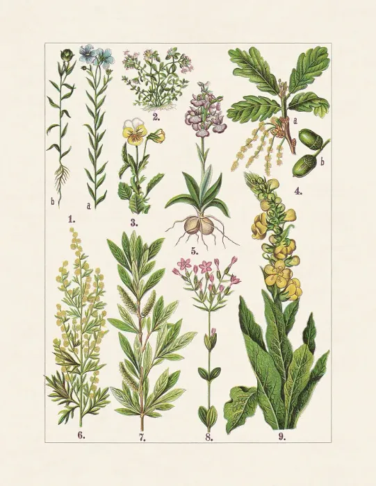 Framed Print : Medicinal and useful plants, chromolithograph, published in 1900 Framed Print : Medicinal and useful plants, chromolithograph, published in 1900