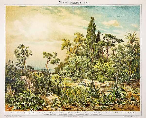 Mediterranean flora engraving 1896