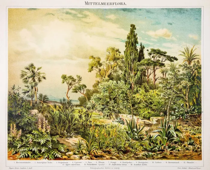 Framed Print : Mediterranean flora engraving 1896 Framed Print : Mediterranean flora engraving 1896