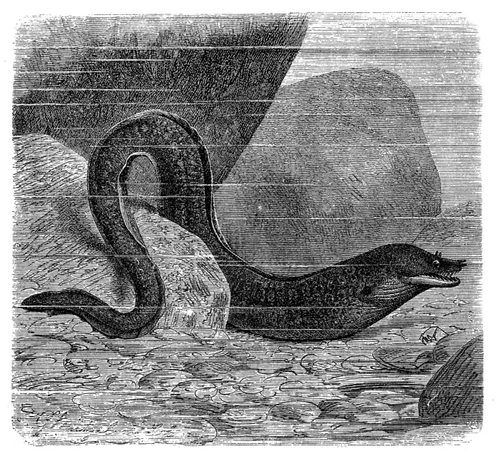 Framed Print : Mediterranean moray (Muraena helena)