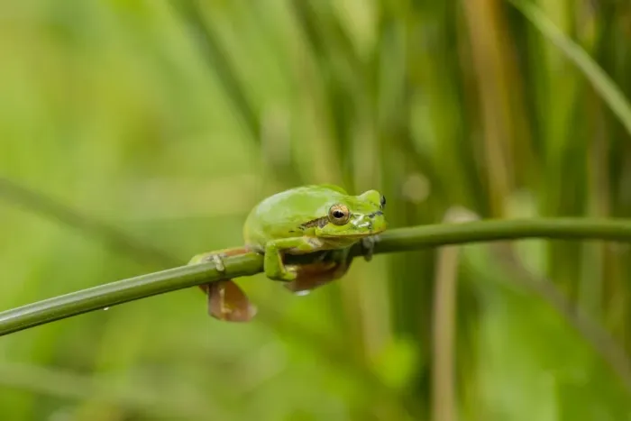 Framed Print : Mediterranean Tree Frog -Hyla meridionalis-, Quintana de la Serena, Extremadura, Spain