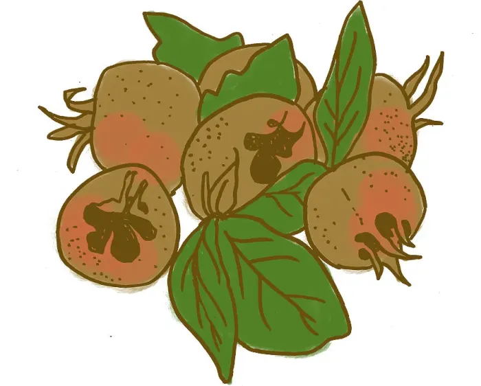 Framed Print : Medlar. Dorling Kindersley Prints Framed Print : Medlar. Dorling Kindersley Prints
