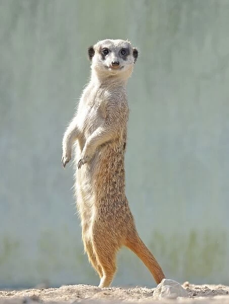 Meerkat -Suricata suricatta-