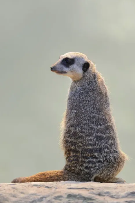 Framed Print : Meerkat -Suricata suricatta- Framed Print : Meerkat -Suricata suricatta-