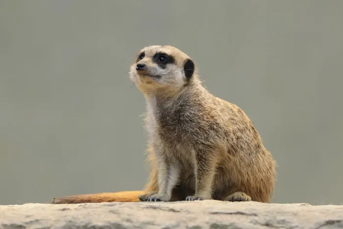 Framed Print : Meerkat -Suricata suricatta- Framed Print : Meerkat -Suricata suricatta-