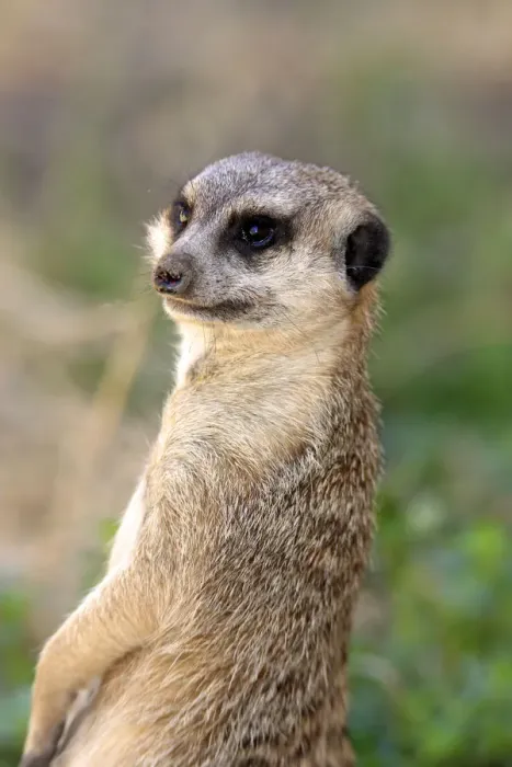 Framed Print : Meerkat -Suricata suricatta-, adult, standing upright, alert, portrait, Little Karoo, Western Cape, South Africa Framed Print : Meerkat -Suricata suricatta-, adult, standing upright, alert, portrait, Little Karoo, Western Cape, South Africa