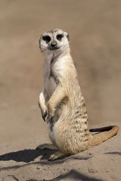 Meerkat -Suricata suricatta-, adult alert, standing upright, Little Karoo, Western Cape, South Africa