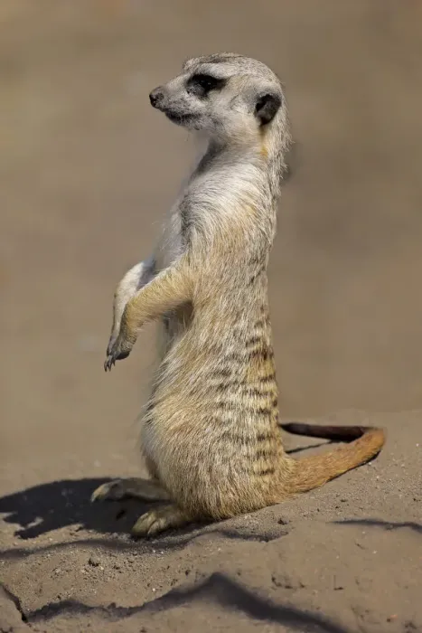 Framed Print : Meerkat -Suricata suricatta-, adult alert, upright, Little Karoo, Western Cape, South Africa Framed Print : Meerkat -Suricata suricatta-, adult alert, upright, Little Karoo, Western Cape, South Africa