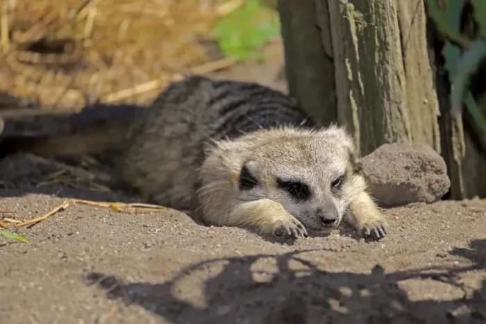Framed Print : Meerkat -Suricata suricatta-, adult resting, Little Karoo, Western Cape, South Africa
