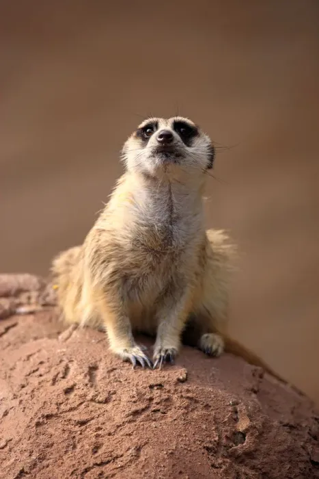 Framed Print : Meerkat -Suricata suricatta-, adult on rock, alert, Little Karoo, Western Cape, South Africa Framed Print : Meerkat -Suricata suricatta-, adult on rock, alert, Little Karoo, Western Cape, South Africa