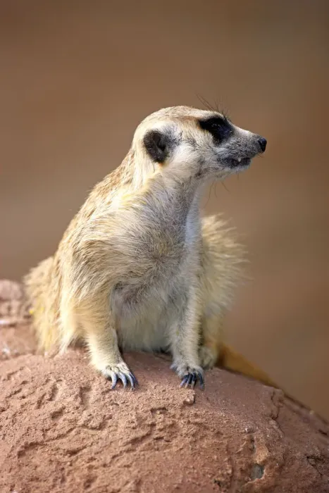 Framed Print : Meerkat -Suricata suricatta-, adult on rock, alert, Little Karoo, Western Cape, South Africa Framed Print : Meerkat -Suricata suricatta-, adult on rock, alert, Little Karoo, Western Cape, South Africa