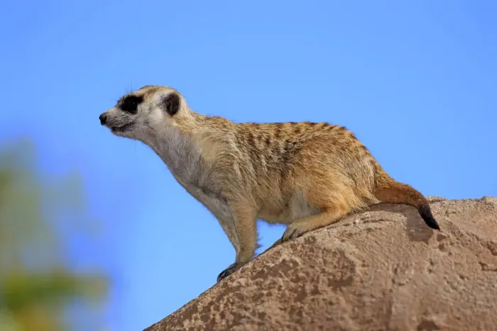 Framed Print : Meerkat -Suricata suricatta-, adult on rock, alert, Little Karoo, Western Cape, South Africa Framed Print : Meerkat -Suricata suricatta-, adult on rock, alert, Little Karoo, Western Cape, South Africa