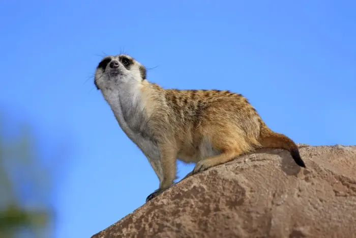Framed Print : Meerkat -Suricata suricatta-, adult on rock, alert, Little Karoo, Western Cape, South Africa Framed Print : Meerkat -Suricata suricatta-, adult on rock, alert, Little Karoo, Western Cape, South Africa