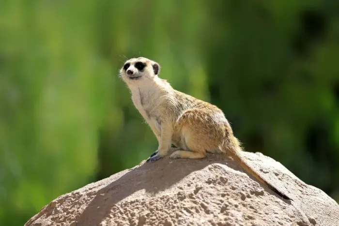 Framed Print : Meerkat -Suricata suricatta-, adult on rock, alert, Little Karoo, Western Cape, South Africa Framed Print : Meerkat -Suricata suricatta-, adult on rock, alert, Little Karoo, Western Cape, South Africa