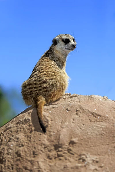 Meerkat -Suricata suricatta-, adult on rock, alert, Little Karoo, Western Cape, South Africa