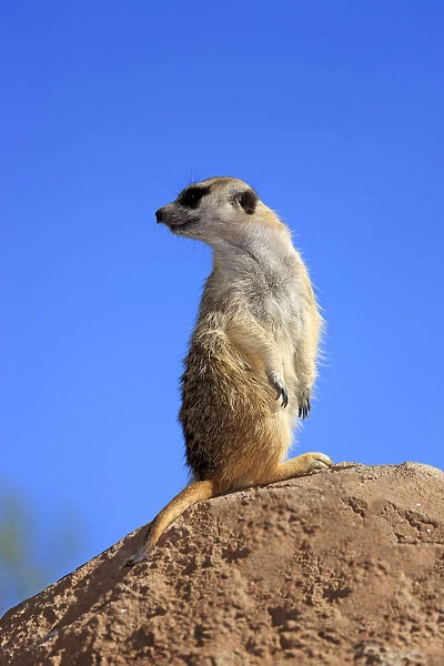 Meerkat -Suricata suricatta-, adult standing upright on rock, alert, Little Karoo, Western Cape, South Africa