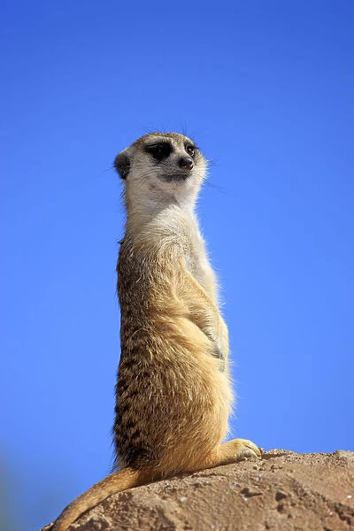 Meerkat -Suricata suricatta-, adult standing upright on rock, alert, Little Karoo, Western Cape, South Africa