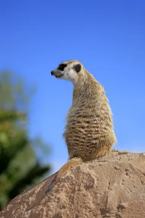 Framed Print : Meerkat -Suricata suricatta-, adult standing upright on rock, alert, Little Karoo, Western Cape, South Africa Framed Print : Meerkat -Suricata suricatta-, adult standing upright on rock, alert, Little Karoo, Western Cape, South Africa
