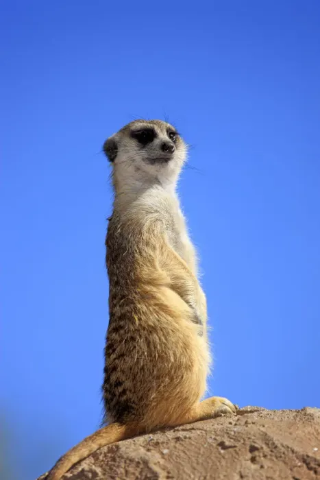 Framed Print : Meerkat -Suricata suricatta-, adult standing upright on rock, alert, Little Karoo, Western Cape, South Africa Framed Print : Meerkat -Suricata suricatta-, adult standing upright on rock, alert, Little Karoo, Western Cape, South Africa