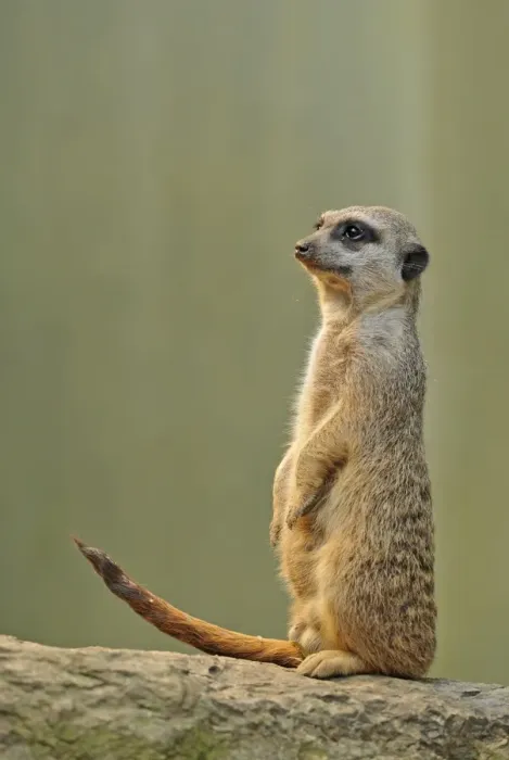 Framed Print : Meerkat -Suricata suricatta-, alert