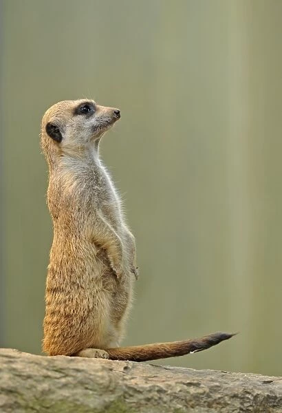 Meerkat -Suricata suricatta-, alert