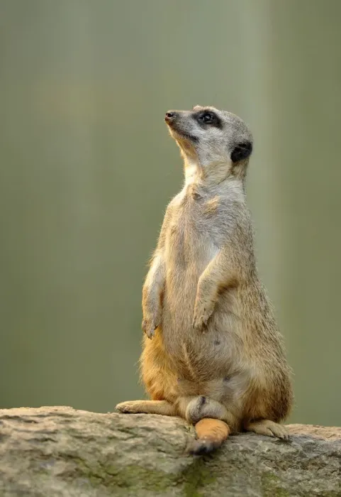 Framed Print : Meerkat -Suricata suricatta-, alert Framed Print : Meerkat -Suricata suricatta-, alert