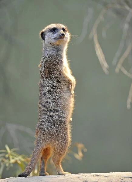Meerkat (Suricata suricatta), attentive