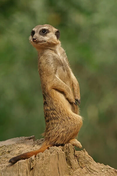 Meerkat -Suricata suricatta-, captive