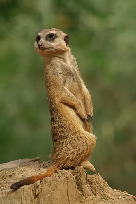 Framed Print : Meerkat -Suricata suricatta-, captive Framed Print : Meerkat -Suricata suricatta-, captive
