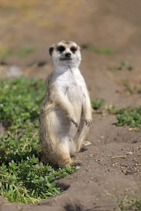 Framed Print : Meerkat -Suricata suricatta-, juvenile on rock, alert, Little Karoo, Western Cape, South Africa Framed Print : Meerkat -Suricata suricatta-, juvenile on rock, alert, Little Karoo, Western Cape, South Africa