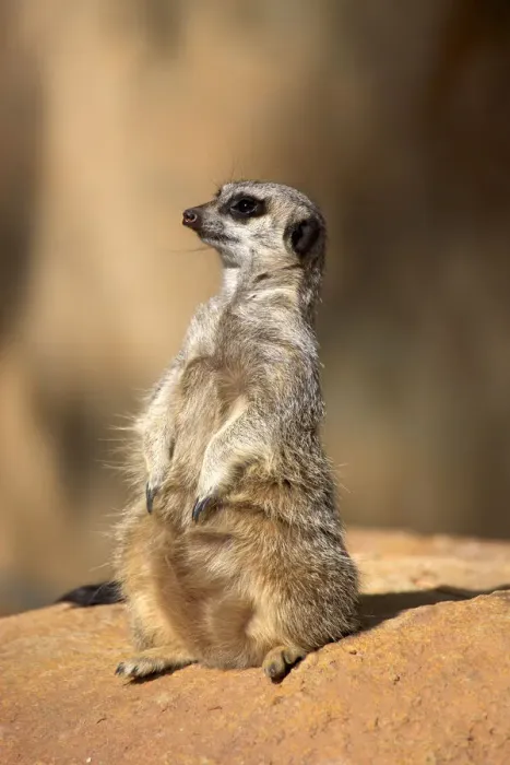 Framed Print : Meerkat -Suricata suricatta-, juvenile on rock, alert, Little Karoo, Western Cape, South Africa