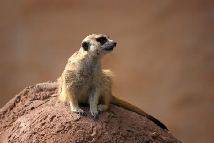 Framed Print : Meerkat -Suricata suricatta-, juvenile on rock, alert, Little Karoo, Western Cape, South Africa Framed Print : Meerkat -Suricata suricatta-, juvenile on rock, alert, Little Karoo, Western Cape, South Africa