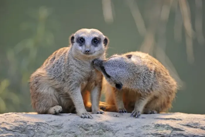 Framed Print : Meerkat (Suricata suricatta), juveniles Framed Print : Meerkat (Suricata suricatta), juveniles
