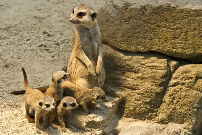 Framed Print : Meerkat -Suricata suricatta- with pups, Wilhelma Zoo, Stuttgart, Baden-Wuerttemberg, Germany Framed Print : Meerkat -Suricata suricatta- with pups, Wilhelma Zoo, Stuttgart, Baden-Wuerttemberg, Germany