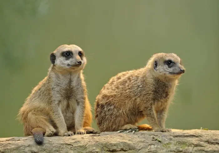 Framed Print : Meerkat -Suricata suricatta- pups, Stuttgart, Baden-Wurttemberg, Germany Framed Print : Meerkat -Suricata suricatta- pups, Stuttgart, Baden-Wurttemberg, Germany