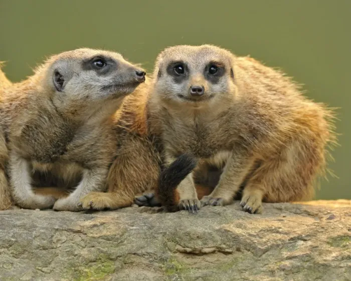 Framed Print : Meerkat -Suricata suricatta- pups, Stuttgart, Baden-Wurttemberg, Germany Framed Print : Meerkat -Suricata suricatta- pups, Stuttgart, Baden-Wurttemberg, Germany