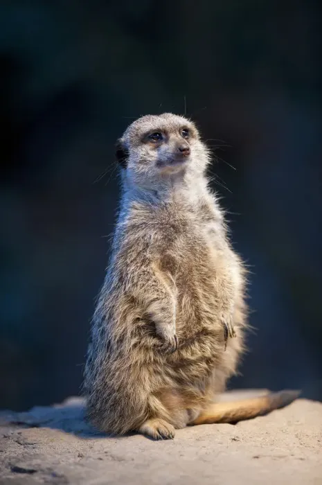 Framed Print : Meerkat -Suricata suricatta-, Wilhelma, Stuttgart, Germany, Europe