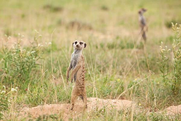 The meerkat or suricate (Suricata suricatta) is a small carnivoran belonging to the mongoose family (Herpestidae). It is the only member of the genus Suricata