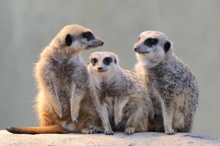 Framed Print : Meerkats -Suricata suricatta- Framed Print : Meerkats -Suricata suricatta-